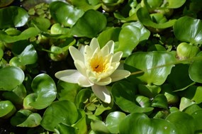 一朵白色莲花图片